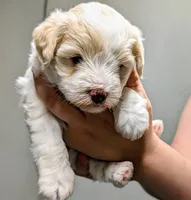 AKC Patty, a female Miniature Schnauzer for sale in Dublin, GA – 3 of 5