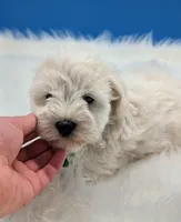 AKC Bear, a male Miniature Schnauzer for sale in Dublin, GA – 2 of 4