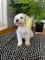 Ceaser , a male Miniature Schnauzer for sale in Dublin, GA – Photo 1 of 3