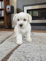 Ceaser , a male Miniature Schnauzer for sale in Dublin, GA – Photo 3 of 3