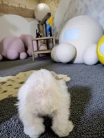 Ceaser , a male Miniature Schnauzer for sale in Dublin, GA – Photo 2 of 3