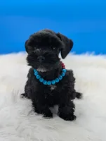 AKC Connor, a male Miniature Schnauzer for sale in Dublin, GA – 2 of 3