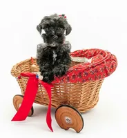 AKC Leah, a female Miniature Schnauzer for sale in Dublin, GA – 2 of 4