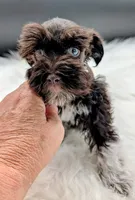 Aaliyah, a female Miniature Schnauzer for sale in Dublin, GA – 1 of 4