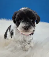 AKC Candy, a female Miniature Schnauzer for sale in Dublin, GA – 2 of 2