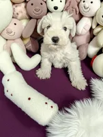 Cody , a male Miniature Schnauzer for sale in Dublin, GA – Photo 2 of 2