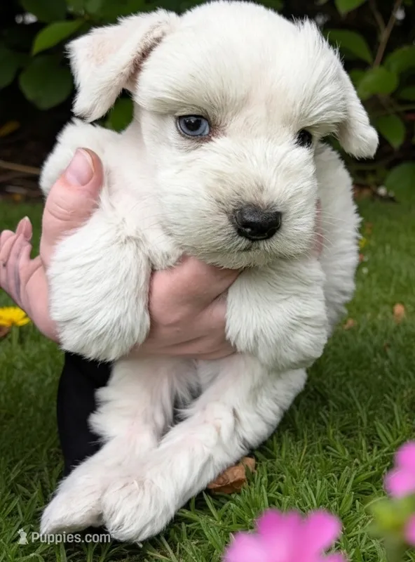 Cody , a male Miniature Schnauzer for sale in Dublin, GA – Photo 1 of 2