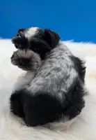 AKC Cookie, a female Miniature Schnauzer for sale in Mc Rae Helena, GA – 2 of 3