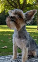 Liv, a female Yorkshire Terrier for sale in Dublin, GA – Photo 2 of 3