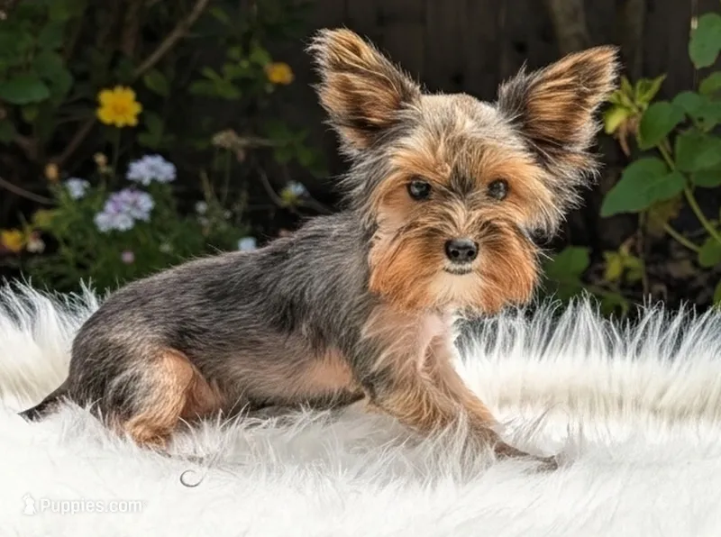 Liv, a female Yorkshire Terrier for sale in Dublin, GA – Photo 1 of 3