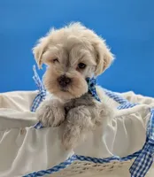 AKC Leo, a male Miniature Schnauzer for sale in Dublin, GA – 1 of 3