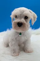 AKC Connor, a male Miniature Schnauzer for sale in Dublin, GA – 2 of 4