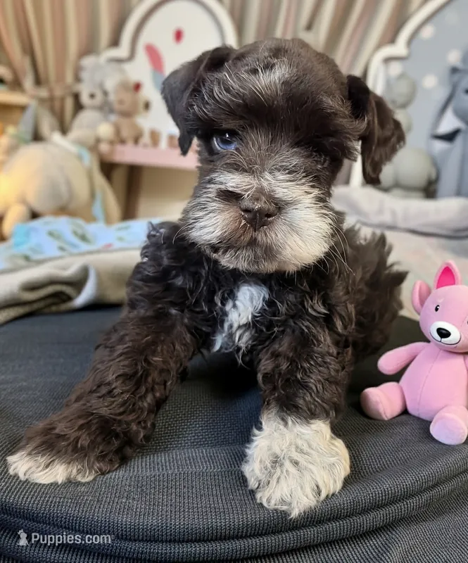 AKC Ellie  – Miniature Schnauzer puppy for sale in Dublin, GA