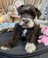 AKC Ellie , a female Miniature Schnauzer for sale in Dublin, GA – 1 of 2