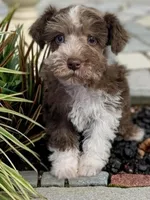 CKC Bronco , a male Miniature Schnauzer for sale in Dublin, GA – Photo 1 of 4