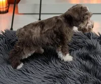 CKC Bronco , a male Miniature Schnauzer for sale in Dublin, GA – Photo 2 of 4