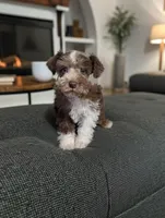 CKC Bronco , a male Miniature Schnauzer for sale in Dublin, GA – Photo 3 of 4