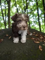CKC Bronco , a male Miniature Schnauzer for sale in Dublin, GA – Photo 4 of 4