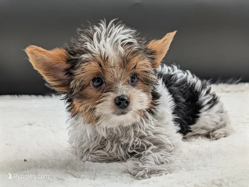 AKC Leo – Yorkshire Terrier puppy for sale in Dublin, GA