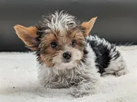 AKC Leo, a male Yorkshire Terrier for sale in Dublin, GA – 1 of 3
