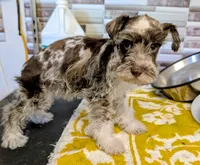 Stara, a female Miniature Schnauzer for sale in Dublin, GA – 4 of 4