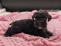 AKC Leah, a female Miniature Schnauzer for sale in Dublin, GA – 3 of 4