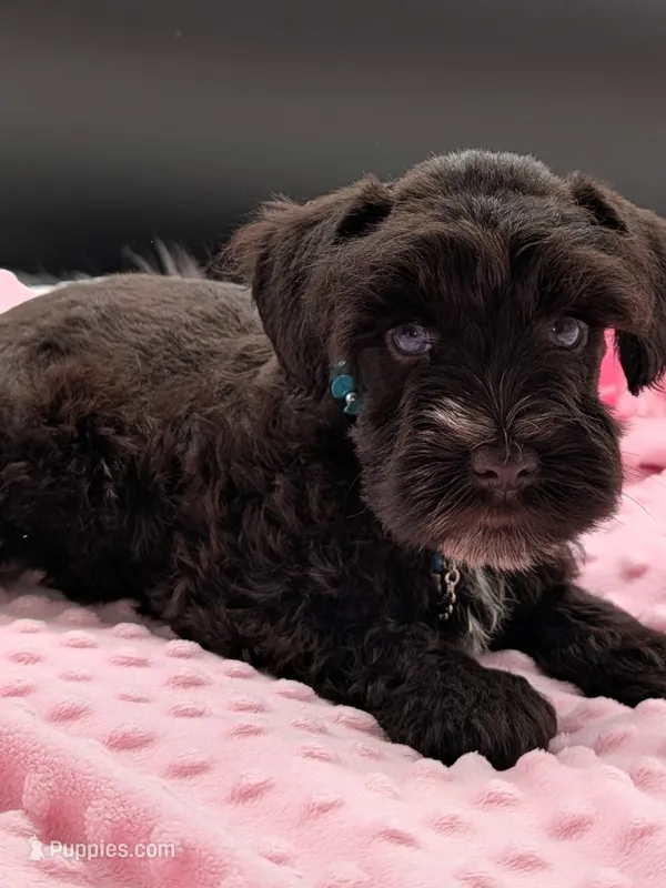 AKC Patty – Miniature Schnauzer puppy for sale in Dublin, GA