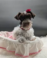 CKC Rosie , a female Miniature Schnauzer for sale in Dublin, GA – 1 of 3