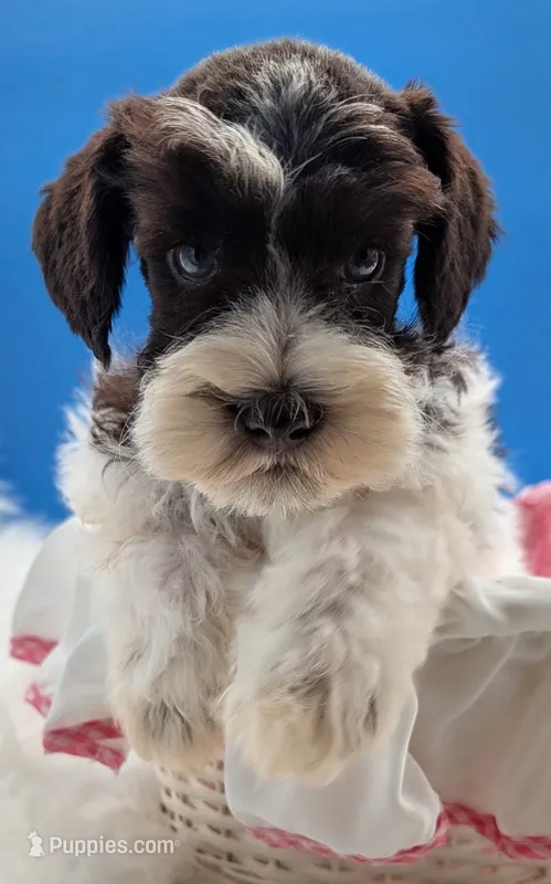 AKC Leah – Miniature Schnauzer puppy for sale in Dublin, GA
