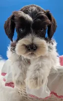 AKC Leah, a female Miniature Schnauzer for sale in Dublin, GA – 1 of 3