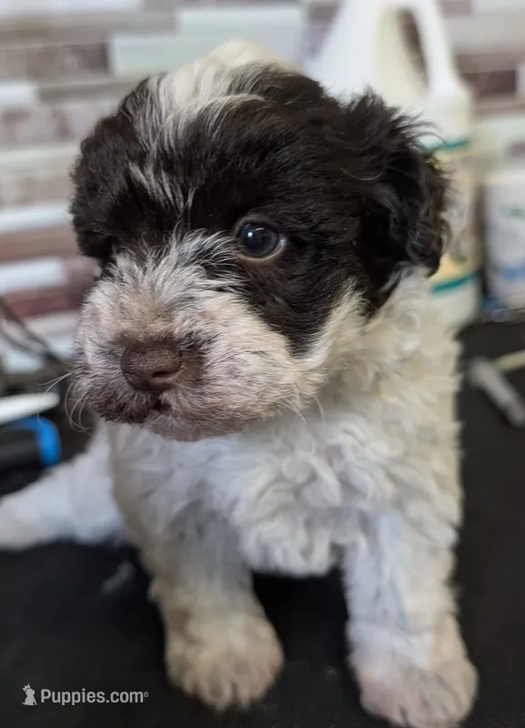 CKC Rosemary – Miniature Schnauzer puppy for sale in Dublin, GA
