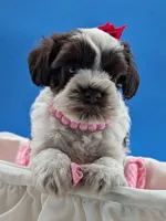 AKC Heidi , a female Miniature Schnauzer for sale in Mc Rae Helena, GA – 2 of 3