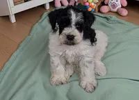  Connor, a male Miniature Schnauzer for sale in Dublin, GA – Photo 1 of 3