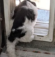  Connor, a male Miniature Schnauzer for sale in Dublin, GA – Photo 3 of 3