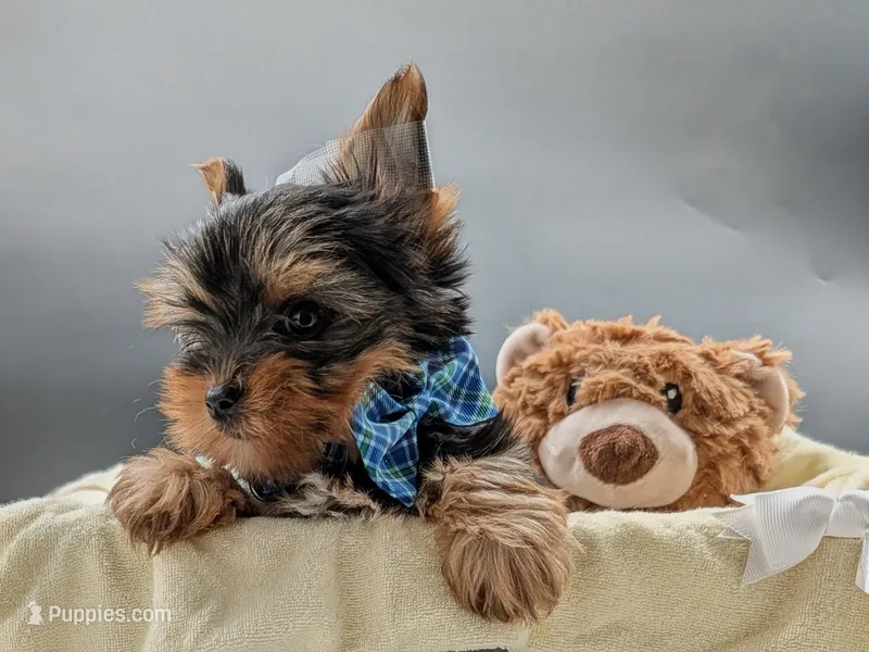 AKC Connor – Yorkshire Terrier puppy for sale in Dublin, GA