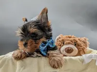 AKC Connor, a male Yorkshire Terrier for sale in Dublin, GA – 1 of 2