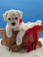 Pearl, a female Miniature Schnauzer for sale in Dublin, GA – Photo 2 of 4