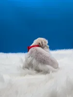 Pearl, a female Miniature Schnauzer for sale in Dublin, GA – Photo 4 of 4