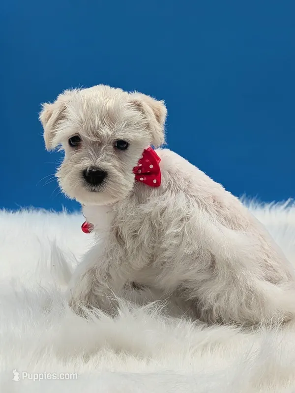 Pearl, a female Miniature Schnauzer for sale in Dublin, GA – Photo 1 of 4
