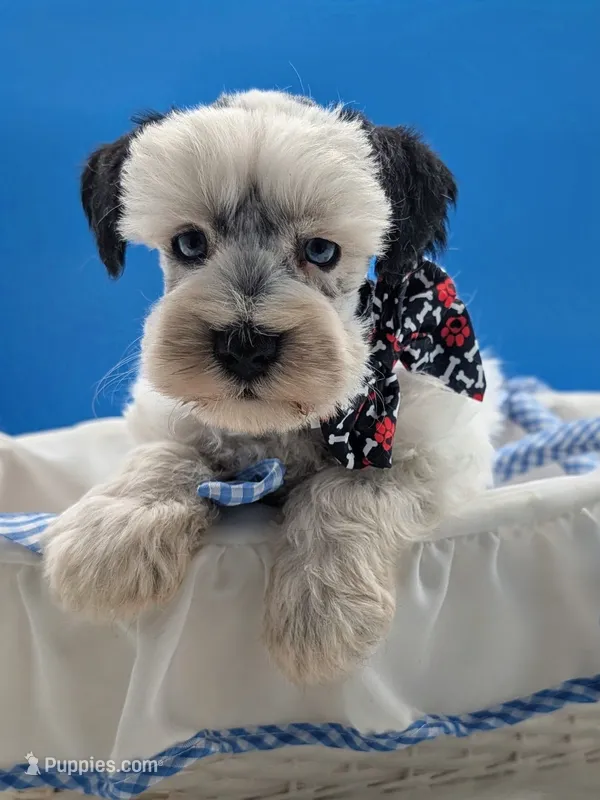 Akc Snoopy – Miniature Schnauzer puppy for sale in Dublin, GA