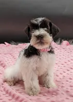AKC Candy, a female Miniature Schnauzer for sale in Dublin, GA – 2 of 2