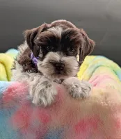AKC Connie , a female Miniature Schnauzer for sale in Dublin, GA – 2 of 2