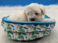 AKC Bear, a male Miniature Schnauzer for sale in Dublin, GA – 4 of 4
