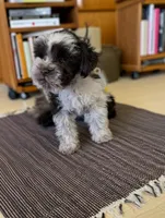 Cody, a male Miniature Schnauzer for sale in Dublin, GA – Photo 3 of 3