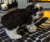 Cody, a male Miniature Schnauzer for sale in Dublin, GA – Photo 2 of 3