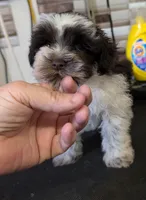 Cody, a male Miniature Schnauzer for sale in Dublin, GA – Photo 1 of 3