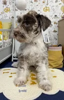 Stara, a female Miniature Schnauzer for sale in Dublin, GA – 3 of 4