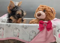 AKC Leanna , a female Yorkshire Terrier for sale in Dublin, GA – 1 of 3