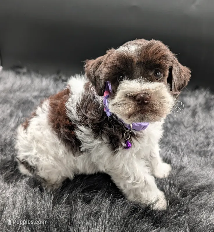 AKC Connie  – Miniature Schnauzer puppy for sale in Dublin, GA