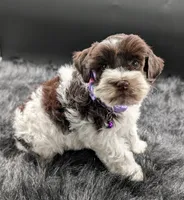 AKC Connie , a female Miniature Schnauzer for sale in Dublin, GA – 1 of 2